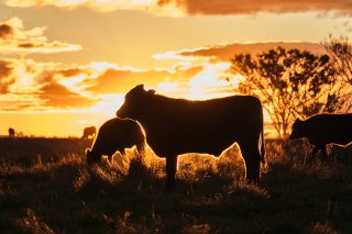 感受Mayura澳洲和牛頂級魅力！麗晶酒店The Steak House 11月打造限定匠藝盛宴