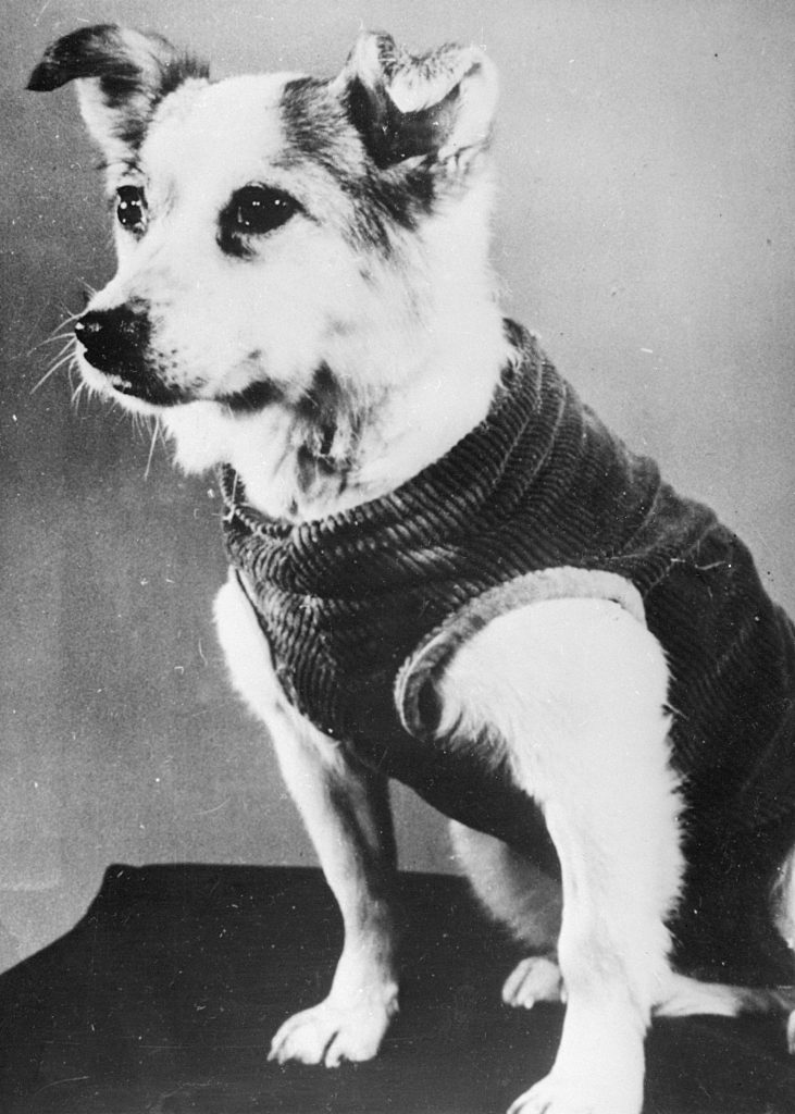 最後團隊選擇了Laika，作為首隻被送到宇宙航行的太空狗。